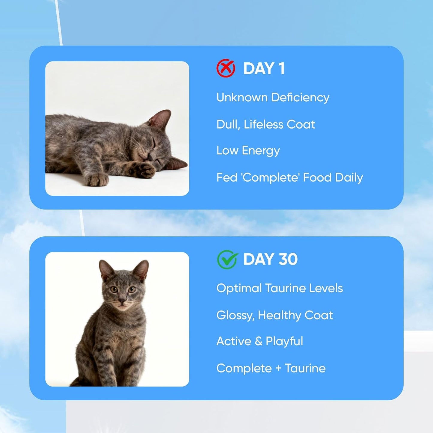 Kitty Supps Taurine Supplement