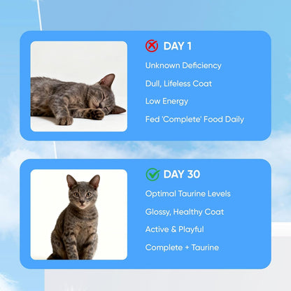 Kitty Supps Taurine Supplement